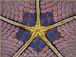 Symmetry -
Structure of a seastar by Uwe Schmolke 